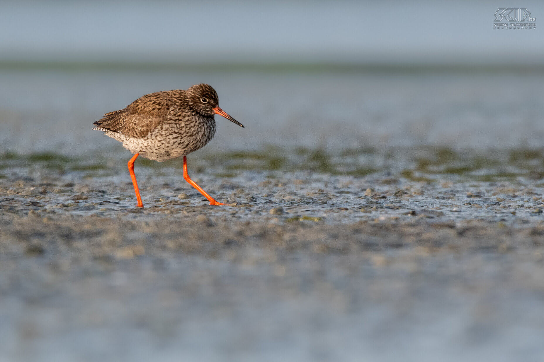 Water birds - Common redshank Common redshank / Tringa totanus Stefan Cruysberghs